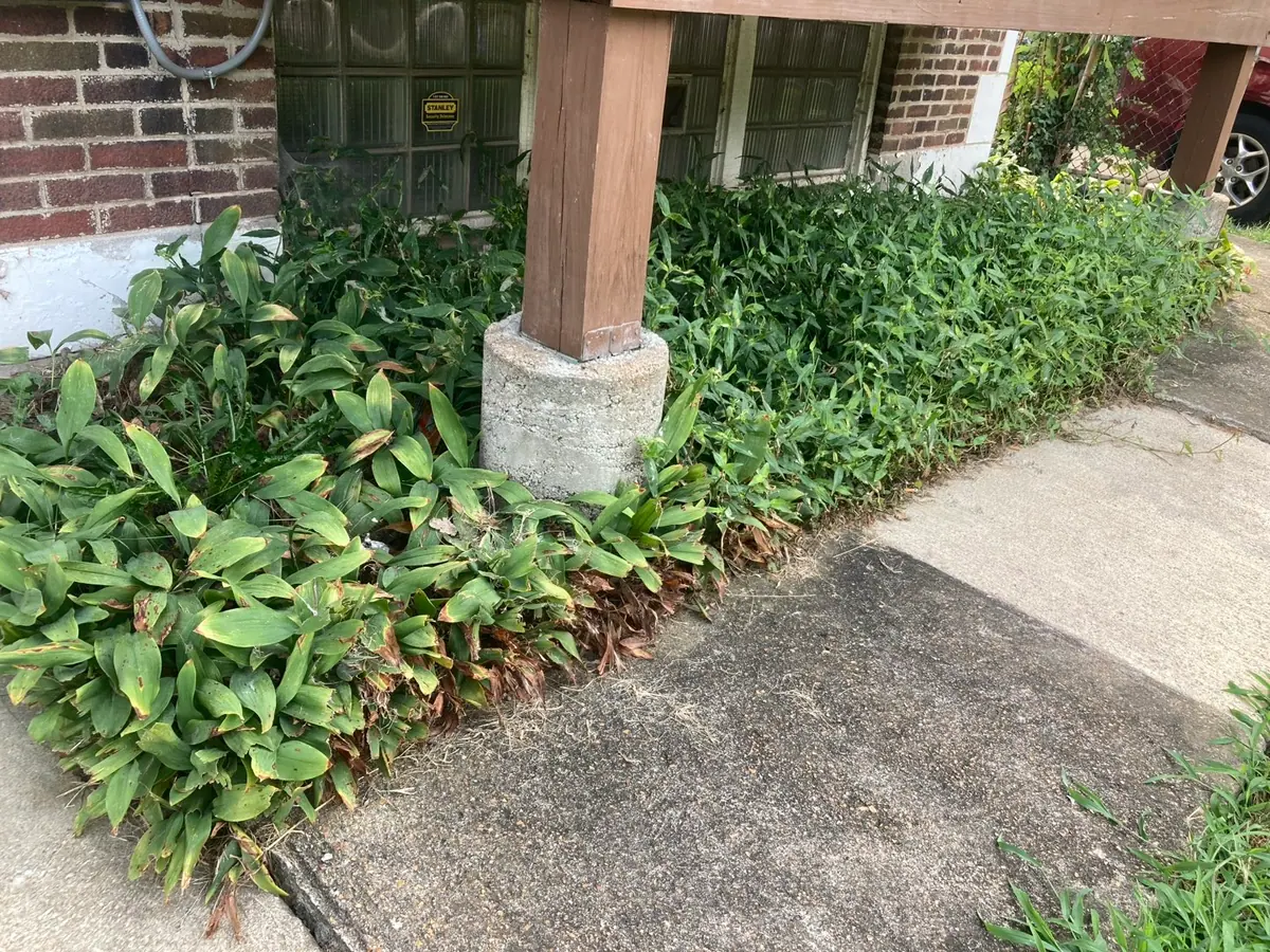 The strip under a raised front deck before clearing: weeds grown over the walk, ivy up the brick and the glass block windows buried