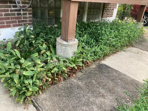 The strip under a raised front deck before clearing: weeds grown over the walk, ivy up the brick and the glass block windows buried